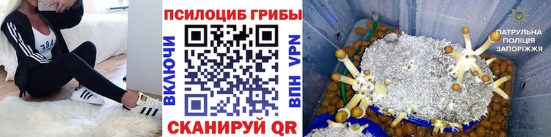 как найти закладки  Елизово  Псилоцибиновые грибы Psilocybe 